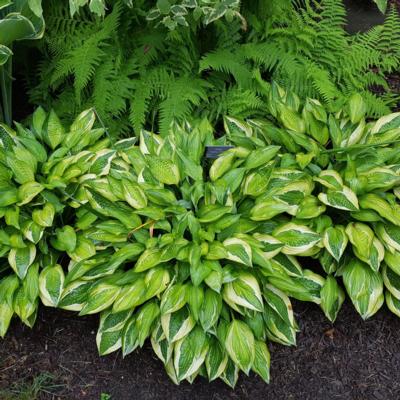 Hosta 'Hanky Panky'